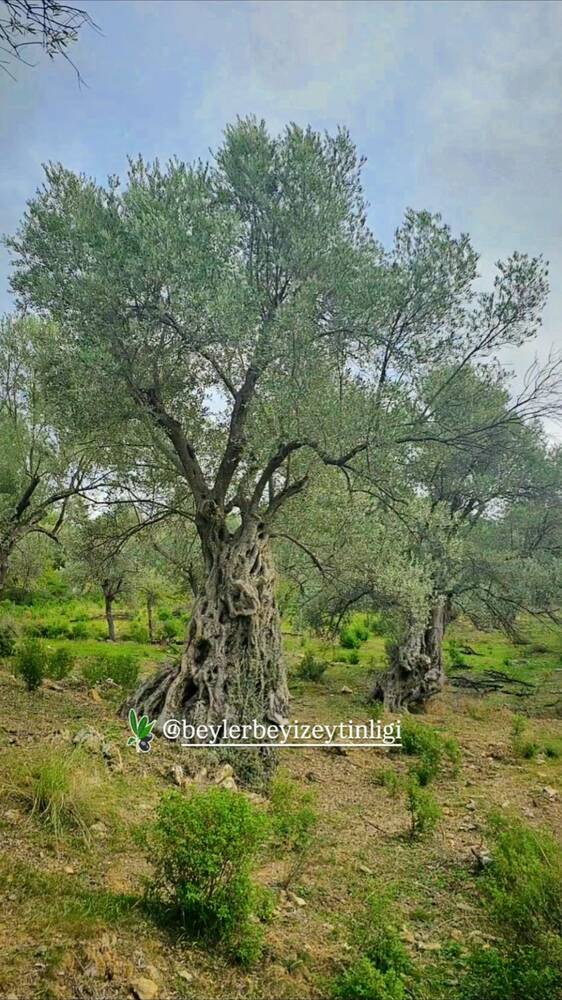 Beylerbeyi Zeytinliği
