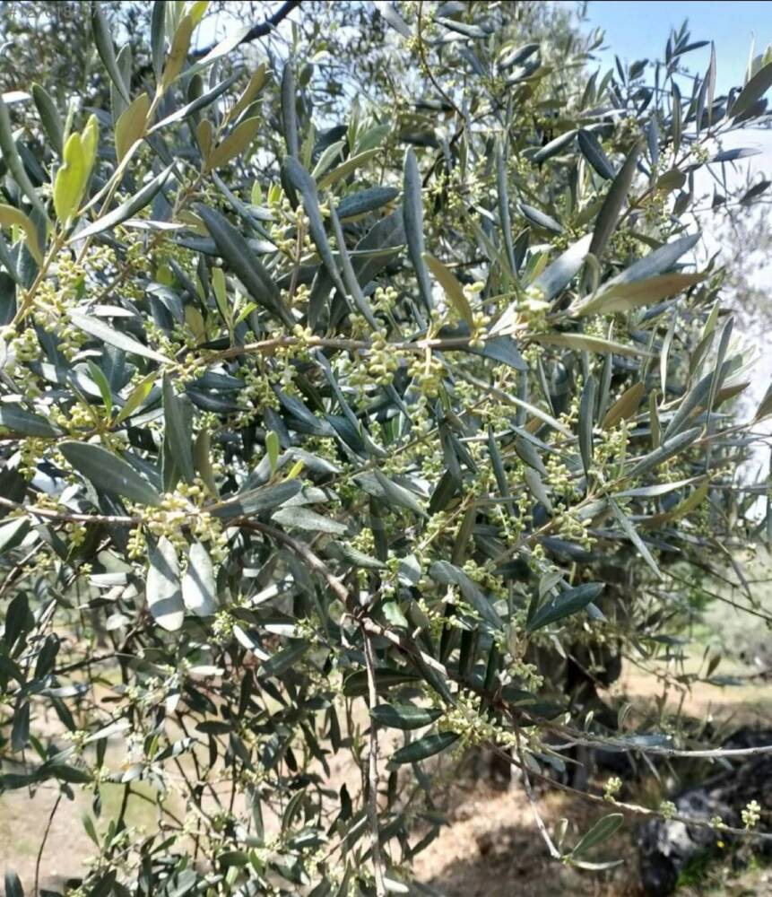 Zeytin yaprakları