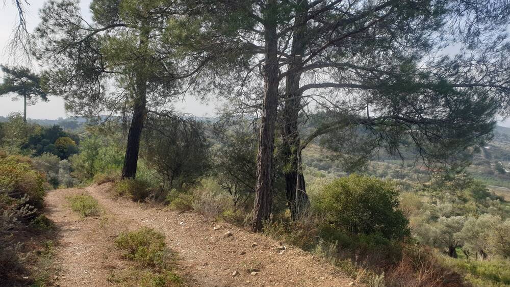 Çamlar ve patika