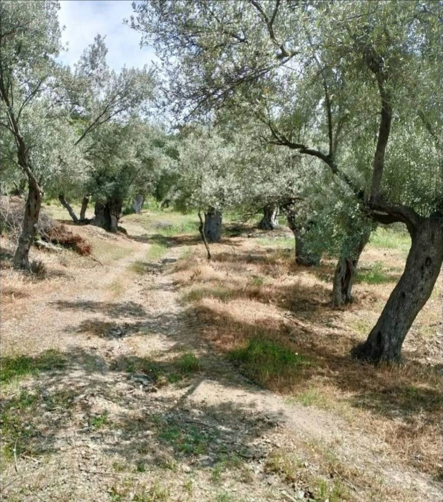 Zeytin ağaçları arasında yol