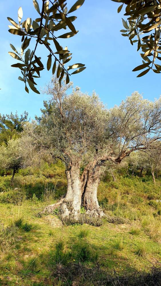 Tepedeki zeytin ağacı