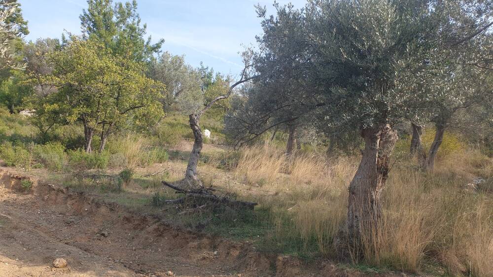 Beylerbeyi Zeytinliği