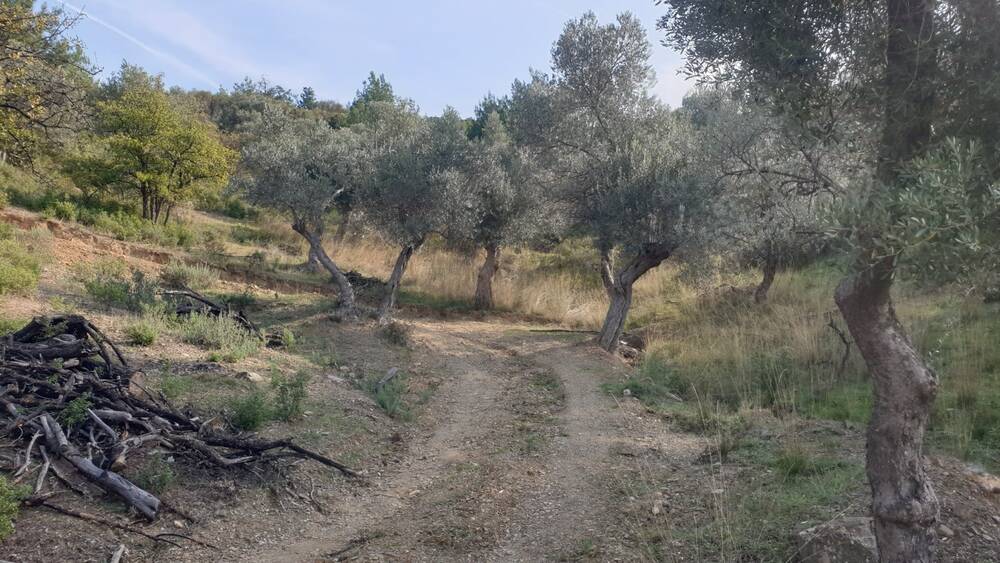 Beylerbeyi Zeytinliği