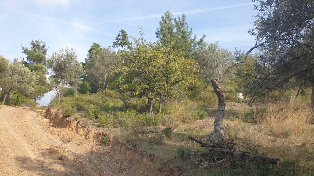 Beylerbeyi Zeytinliği