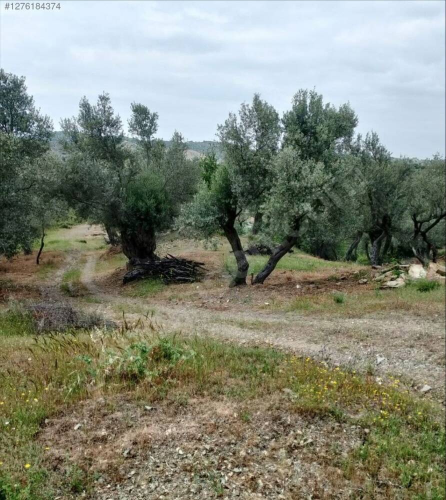 Beylerbeyi Zeytinliği