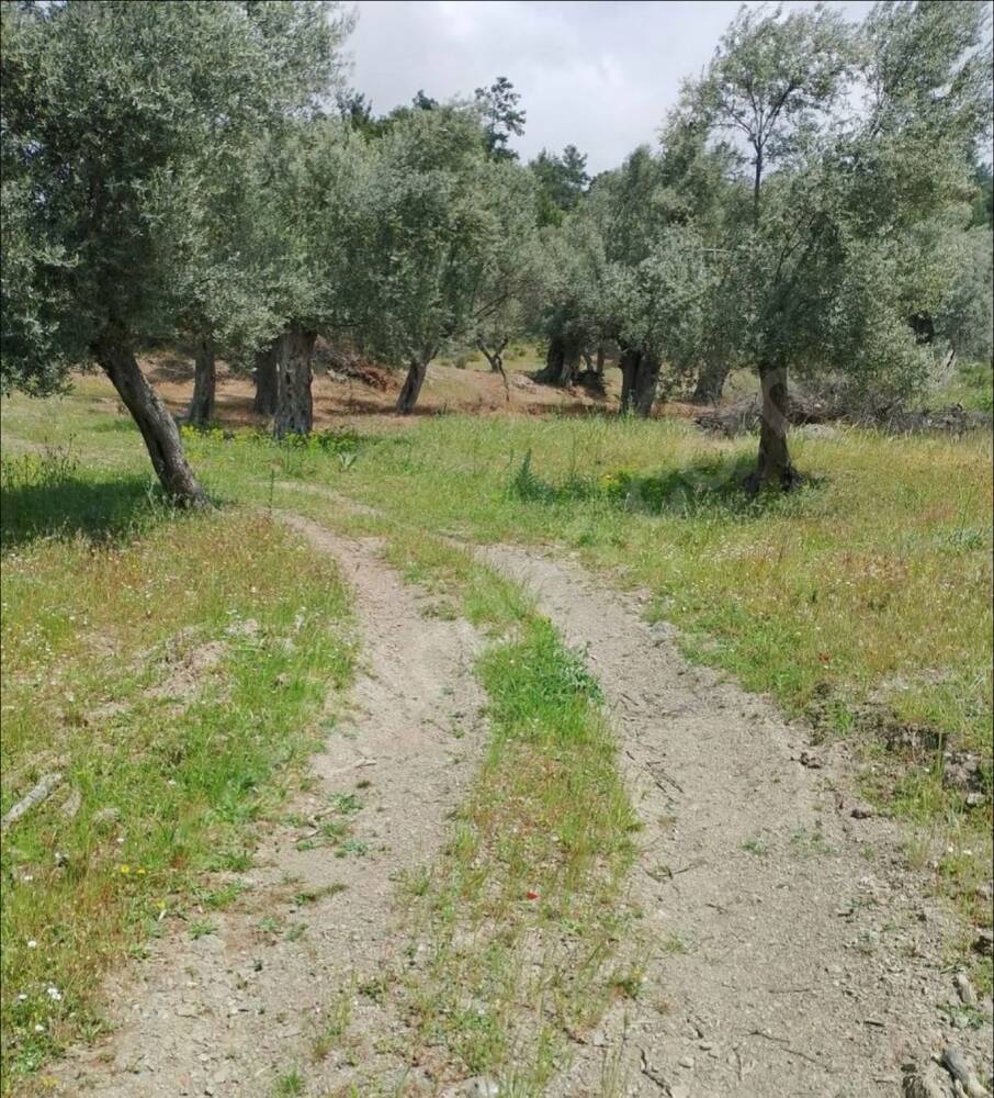 Zeytinlikte patika