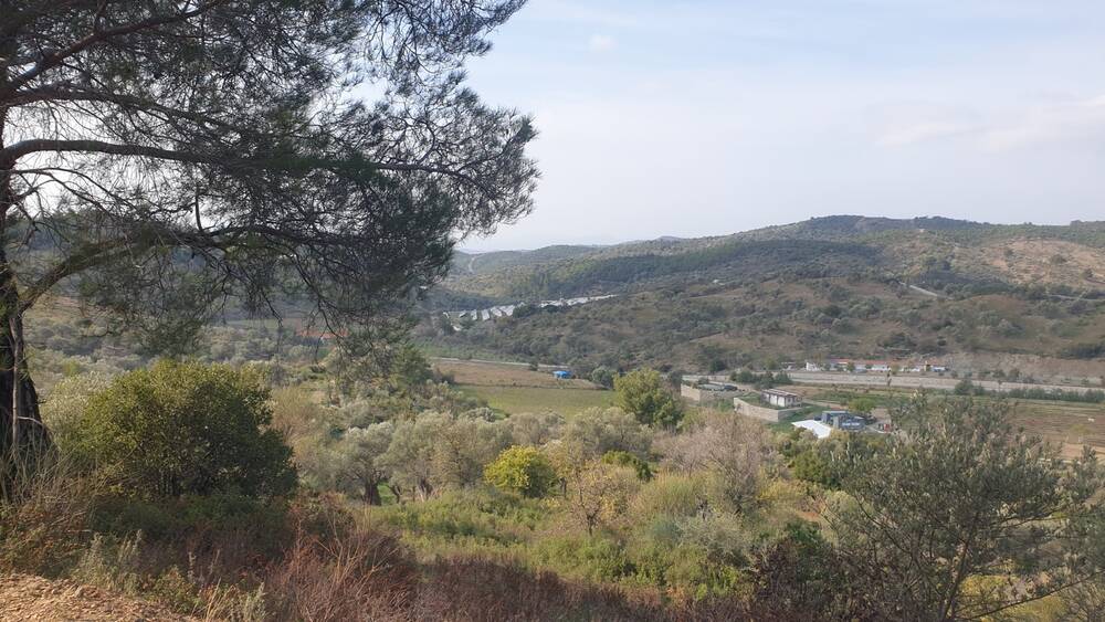 Beylerbeyi Zeytinliği