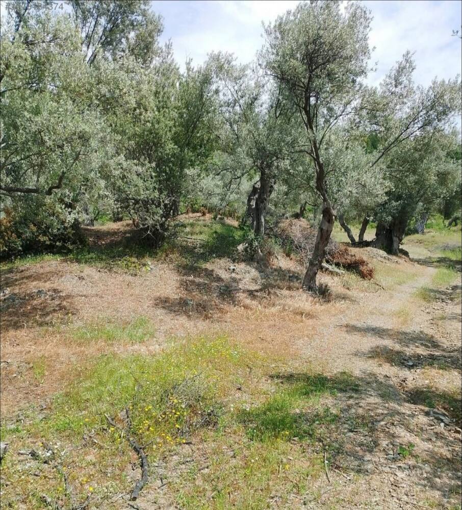 Beylerbeyi Zeytinliği