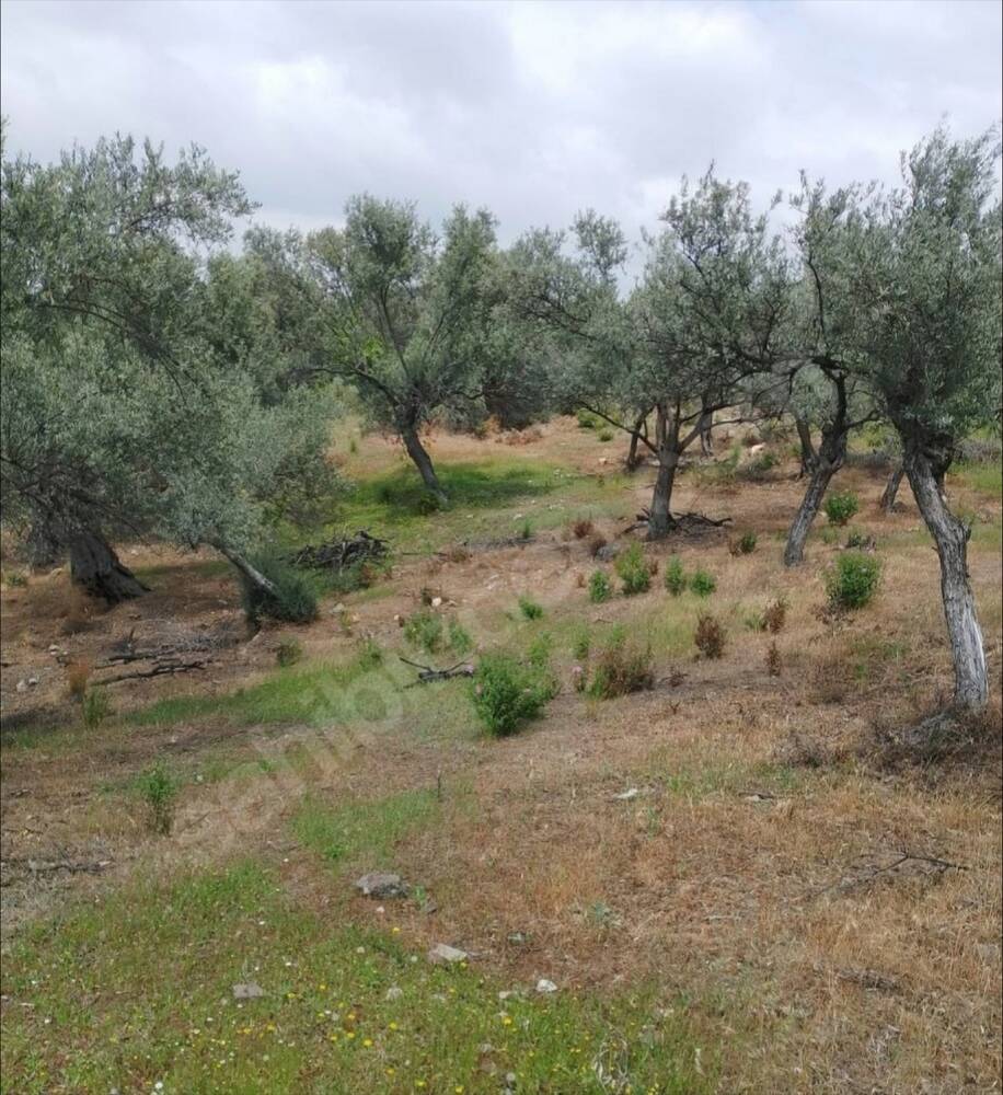 Beylerbeyi Zeytinliği